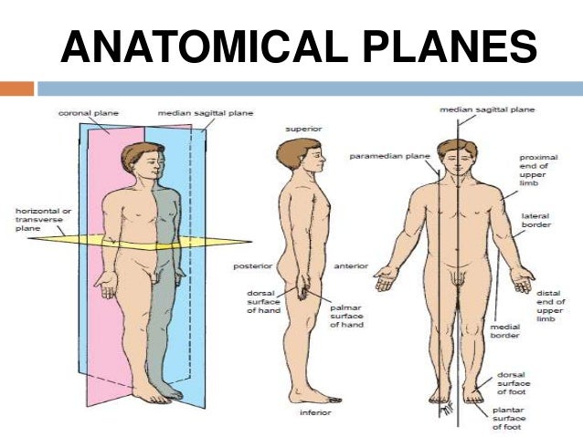 introduction to general anatomy i