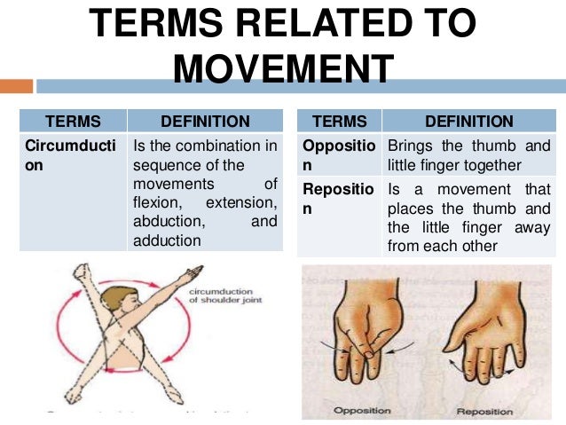 abduction definition anatomy abduction definition anatomy