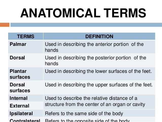 Dorsal Anatomy Definition Anatomy Book