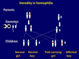 Heredity in hemophilia
Gametes
Children
Parents
Normal Normal Trait-carrying Affected
girl boy girl boy
 
