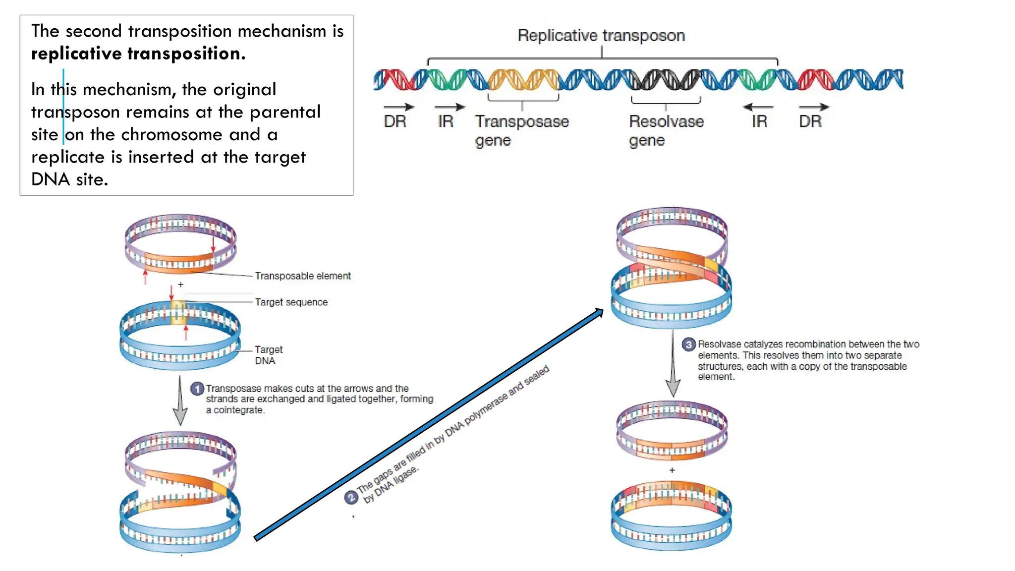Introduction to genetic rearrangements or genetic shifts.pptx