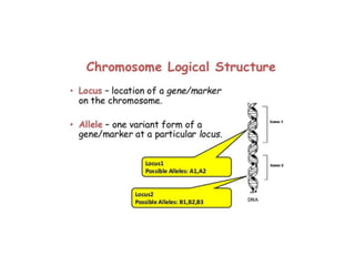 Introduction to genetics