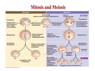 Introduction to Genetics - Genetic variation and heredity | PPT image.