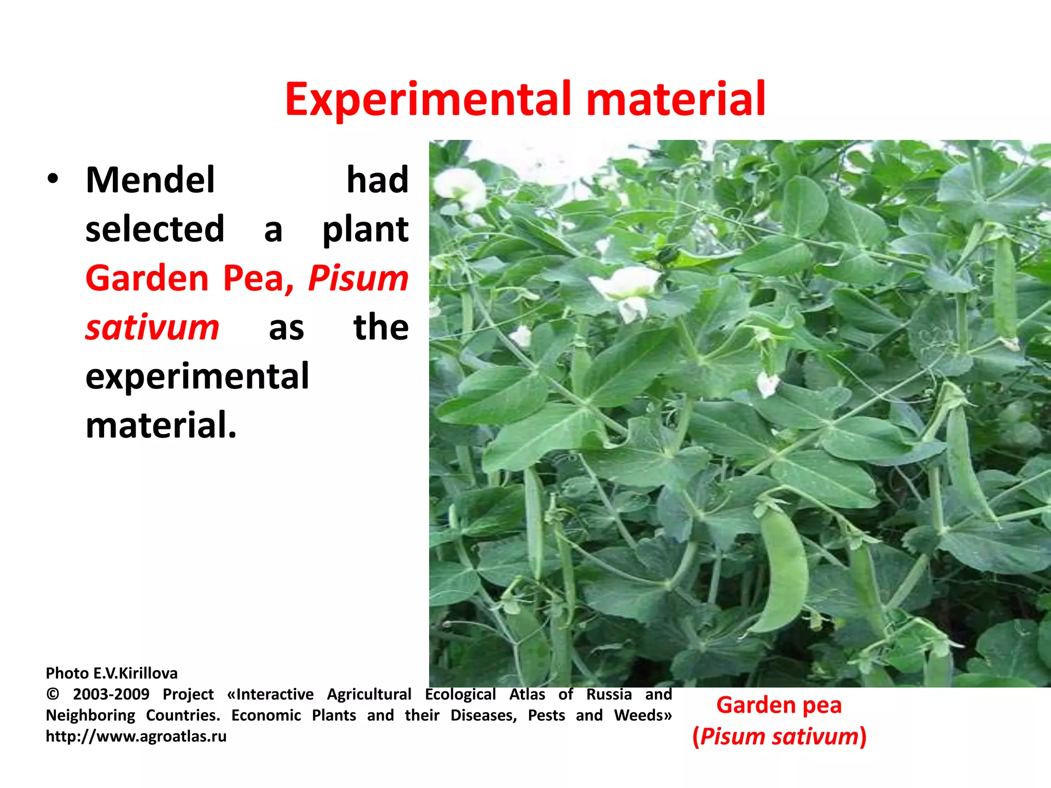 Experimental material
• Mendel had
selected a plant
Garden Pea, Pisum
sativum as the
experimental
material.
Garden pea
(Pisum sativum)
Photo E.V.Kirillova
© 2003-2009 Project «Interactive Agricultural Ecological Atlas of Russia and
Neighboring Countries. Economic Plants and their Diseases, Pests and Weeds»
http://www.agroatlas.ru
 