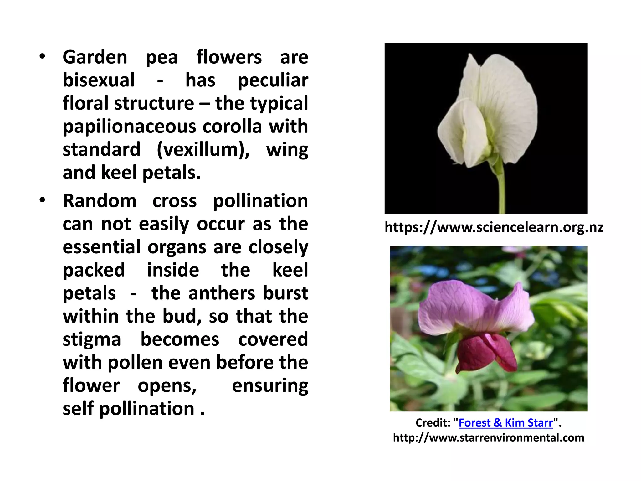 • Garden pea flowers are
bisexual - has peculiar
floral structure – the typical
papilionaceous corolla with
standard (vexillum), wing
and keel petals.
• Random cross pollination
can not easily occur as the
essential organs are closely
packed inside the keel
petals - the anthers burst
within the bud, so that the
stigma becomes covered
with pollen even before the
flower opens, ensuring
self pollination .
https://www.sciencelearn.org.nz
Credit: "Forest & Kim Starr".
http://www.starrenvironmental.com
 