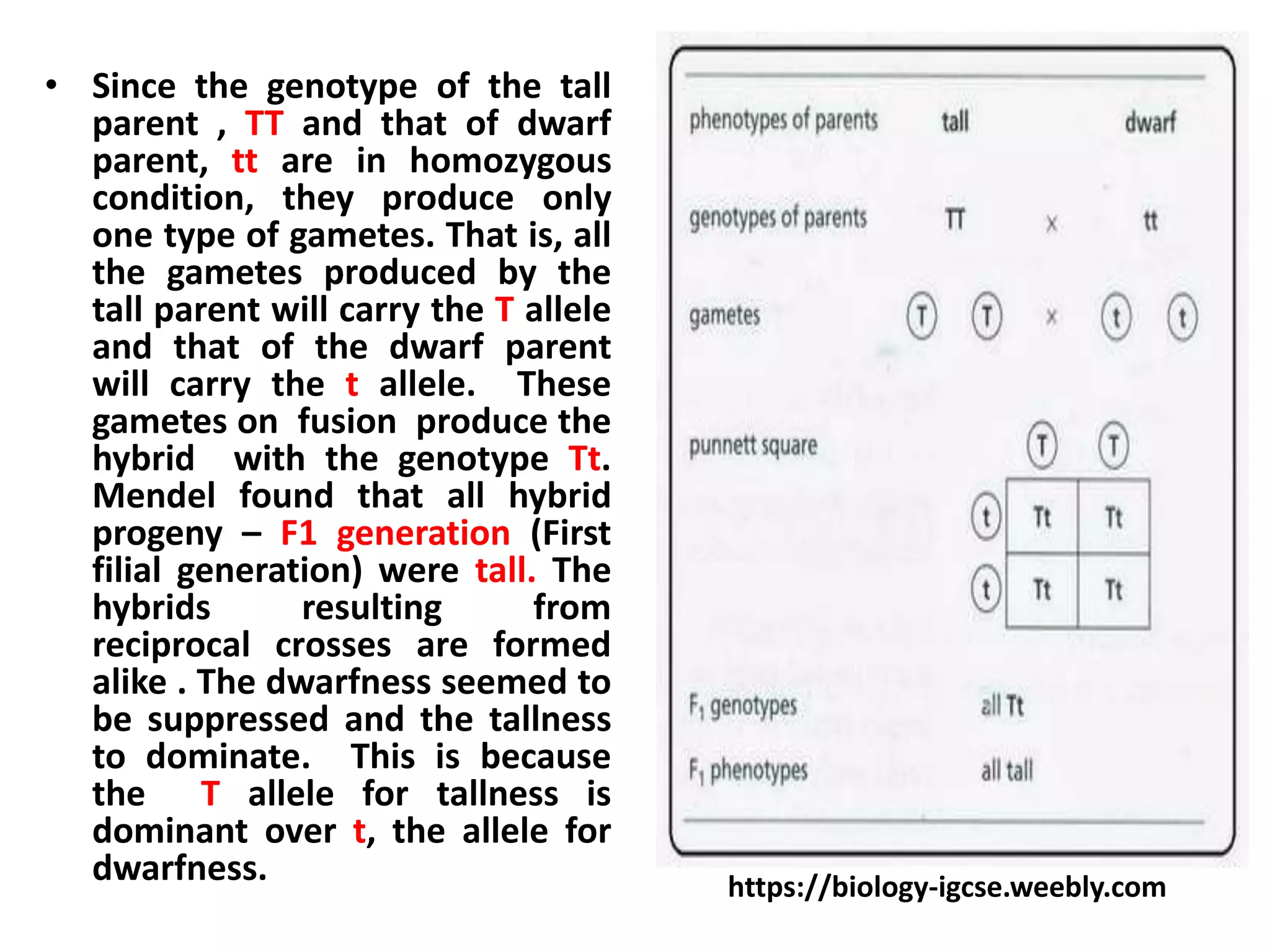 • Since the genotype of the tall
parent , TT and that of dwarf
parent, tt are in homozygous
condition, they produce only
one type of gametes. That is, all
the gametes produced by the
tall parent will carry the T allele
and that of the dwarf parent
will carry the t allele. These
gametes on fusion produce the
hybrid with the genotype Tt.
Mendel found that all hybrid
progeny – F1 generation (First
filial generation) were tall. The
hybrids resulting from
reciprocal crosses are formed
alike . The dwarfness seemed to
be suppressed and the tallness
to dominate. This is because
the T allele for tallness is
dominant over t, the allele for
dwarfness. https://biology-igcse.weebly.com
 