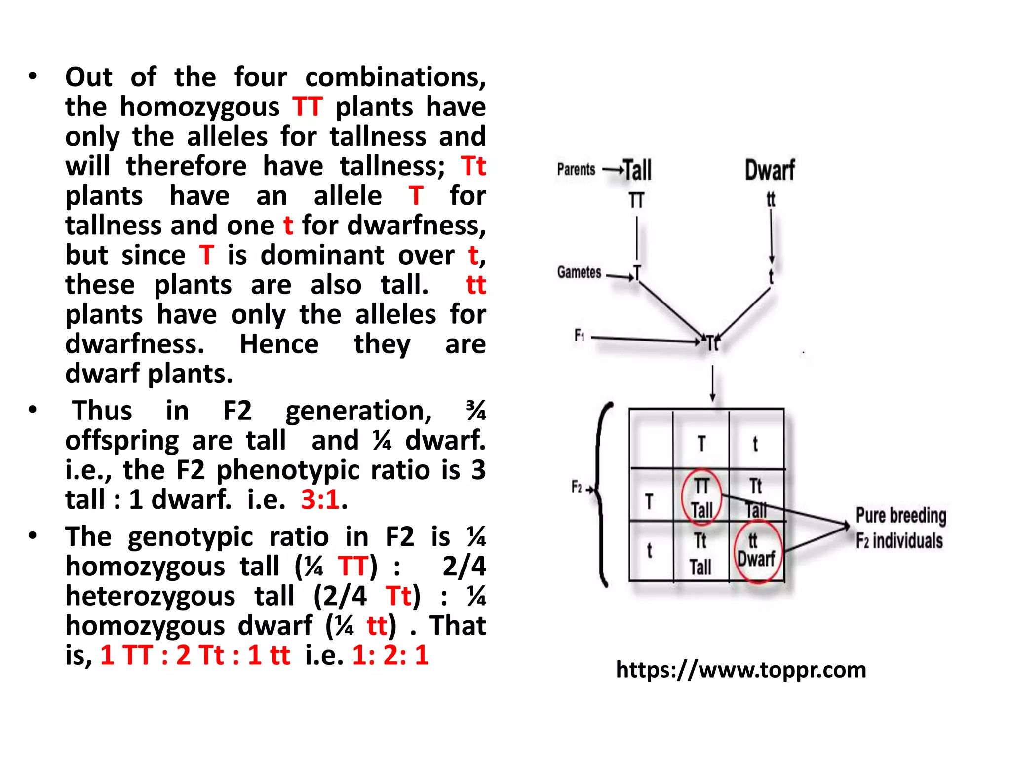 • Out of the four combinations,
the homozygous TT plants have
only the alleles for tallness and
will therefore have tallness; Tt
plants have an allele T for
tallness and one t for dwarfness,
but since T is dominant over t,
these plants are also tall. tt
plants have only the alleles for
dwarfness. Hence they are
dwarf plants.
• Thus in F2 generation, ¾
offspring are tall and ¼ dwarf.
i.e., the F2 phenotypic ratio is 3
tall : 1 dwarf. i.e. 3:1.
• The genotypic ratio in F2 is ¼
homozygous tall (¼ TT) : 2/4
heterozygous tall (2/4 Tt) : ¼
homozygous dwarf (¼ tt) . That
is, 1 TT : 2 Tt : 1 tt i.e. 1: 2: 1 https://www.toppr.com
 