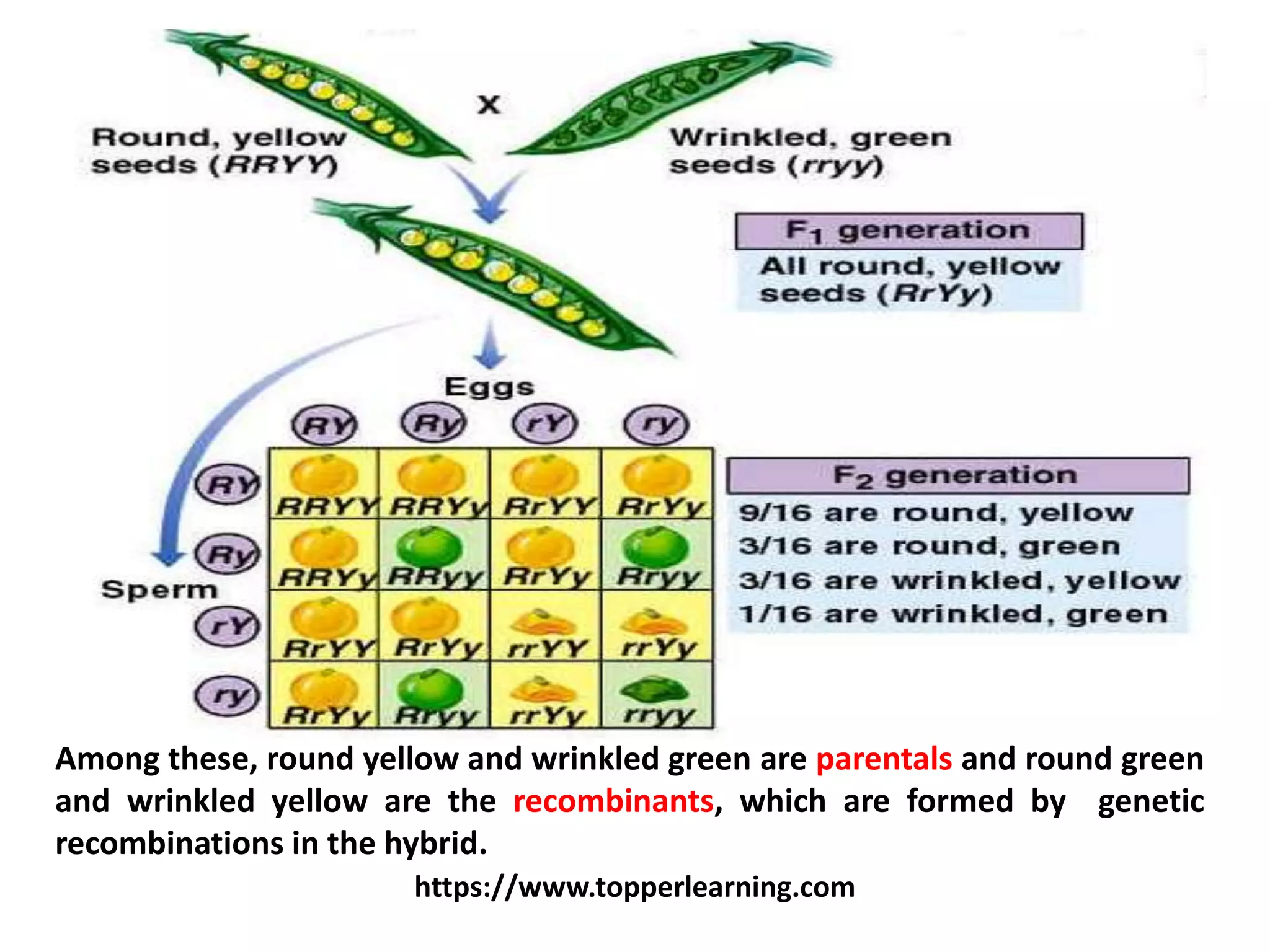 https://www.topperlearning.com
Among these, round yellow and wrinkled green are parentals and round green
and wrinkled yellow are the recombinants, which are formed by genetic
recombinations in the hybrid.
 