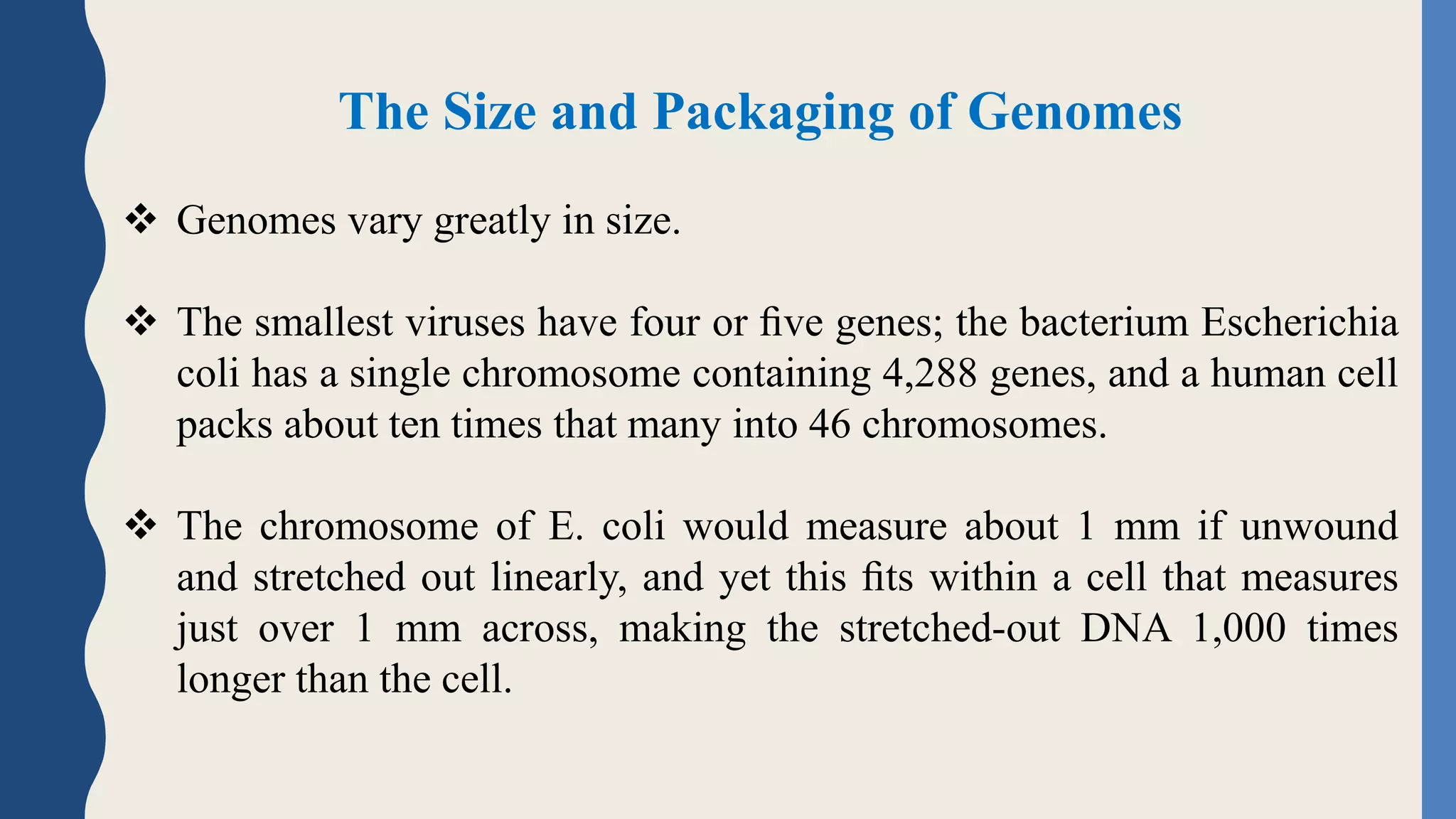 The Size and Packaging of Genomes
 Genomes vary greatly in size.
 The smallest viruses have four or ﬁve genes; the bacterium Escherichia
coli has a single chromosome containing 4,288 genes, and a human cell
packs about ten times that many into 46 chromosomes.
 The chromosome of E. coli would measure about 1 mm if unwound
and stretched out linearly, and yet this ﬁts within a cell that measures
just over 1 mm across, making the stretched-out DNA 1,000 times
longer than the cell.
 