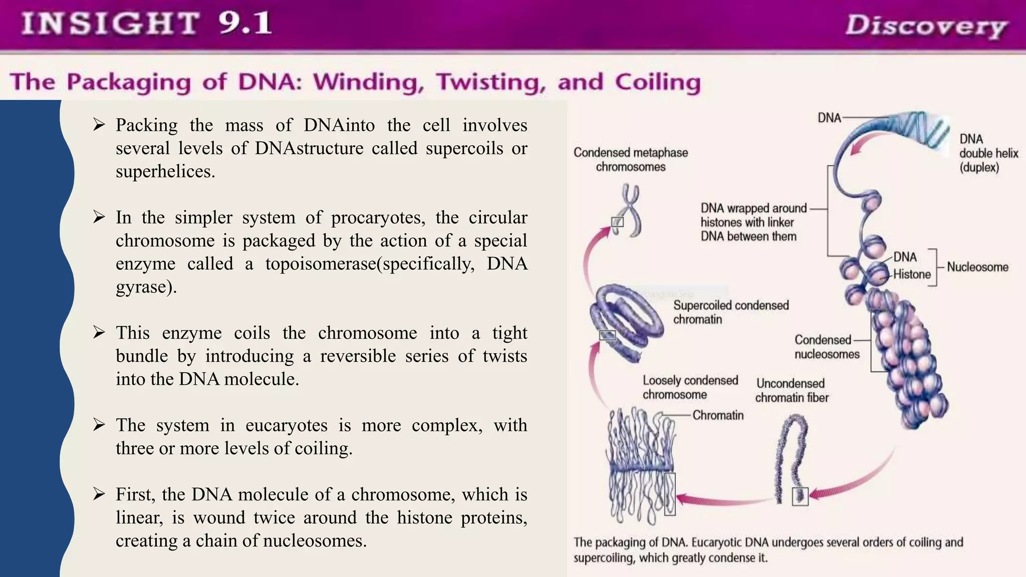  Packing the mass of DNAinto the cell involves
several levels of DNAstructure called supercoils or
superhelices.
 In the simpler system of procaryotes, the circular
chromosome is packaged by the action of a special
enzyme called a topoisomerase(specifically, DNA
gyrase).
 This enzyme coils the chromosome into a tight
bundle by introducing a reversible series of twists
into the DNA molecule.
 The system in eucaryotes is more complex, with
three or more levels of coiling.
 First, the DNA molecule of a chromosome, which is
linear, is wound twice around the histone proteins,
creating a chain of nucleosomes.
 