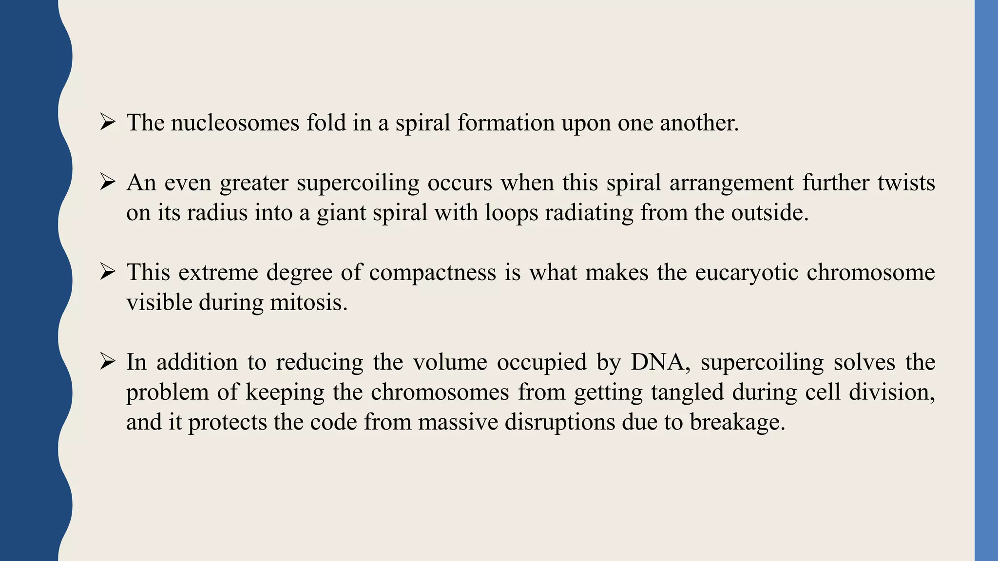  The nucleosomes fold in a spiral formation upon one another.
 An even greater supercoiling occurs when this spiral arrangement further twists
on its radius into a giant spiral with loops radiating from the outside.
 This extreme degree of compactness is what makes the eucaryotic chromosome
visible during mitosis.
 In addition to reducing the volume occupied by DNA, supercoiling solves the
problem of keeping the chromosomes from getting tangled during cell division,
and it protects the code from massive disruptions due to breakage.
 