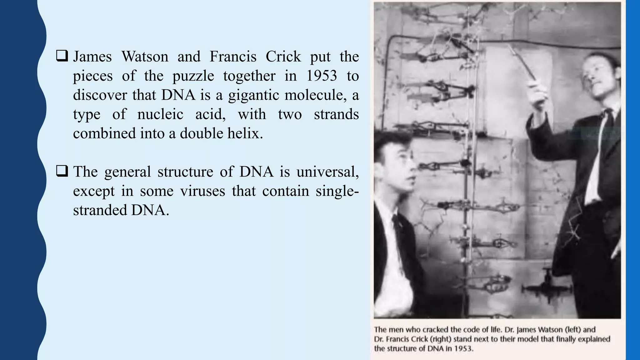  James Watson and Francis Crick put the
pieces of the puzzle together in 1953 to
discover that DNA is a gigantic molecule, a
type of nucleic acid, with two strands
combined into a double helix.
 The general structure of DNA is universal,
except in some viruses that contain single-
stranded DNA.
 