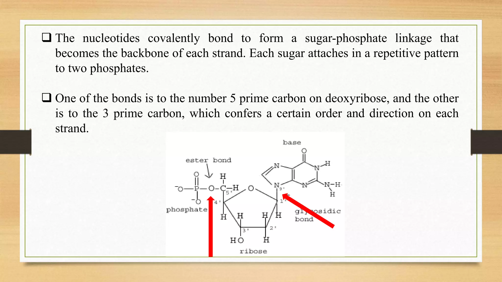  The nucleotides covalently bond to form a sugar-phosphate linkage that
becomes the backbone of each strand. Each sugar attaches in a repetitive pattern
to two phosphates.
 One of the bonds is to the number 5 prime carbon on deoxyribose, and the other
is to the 3 prime carbon, which confers a certain order and direction on each
strand.
 