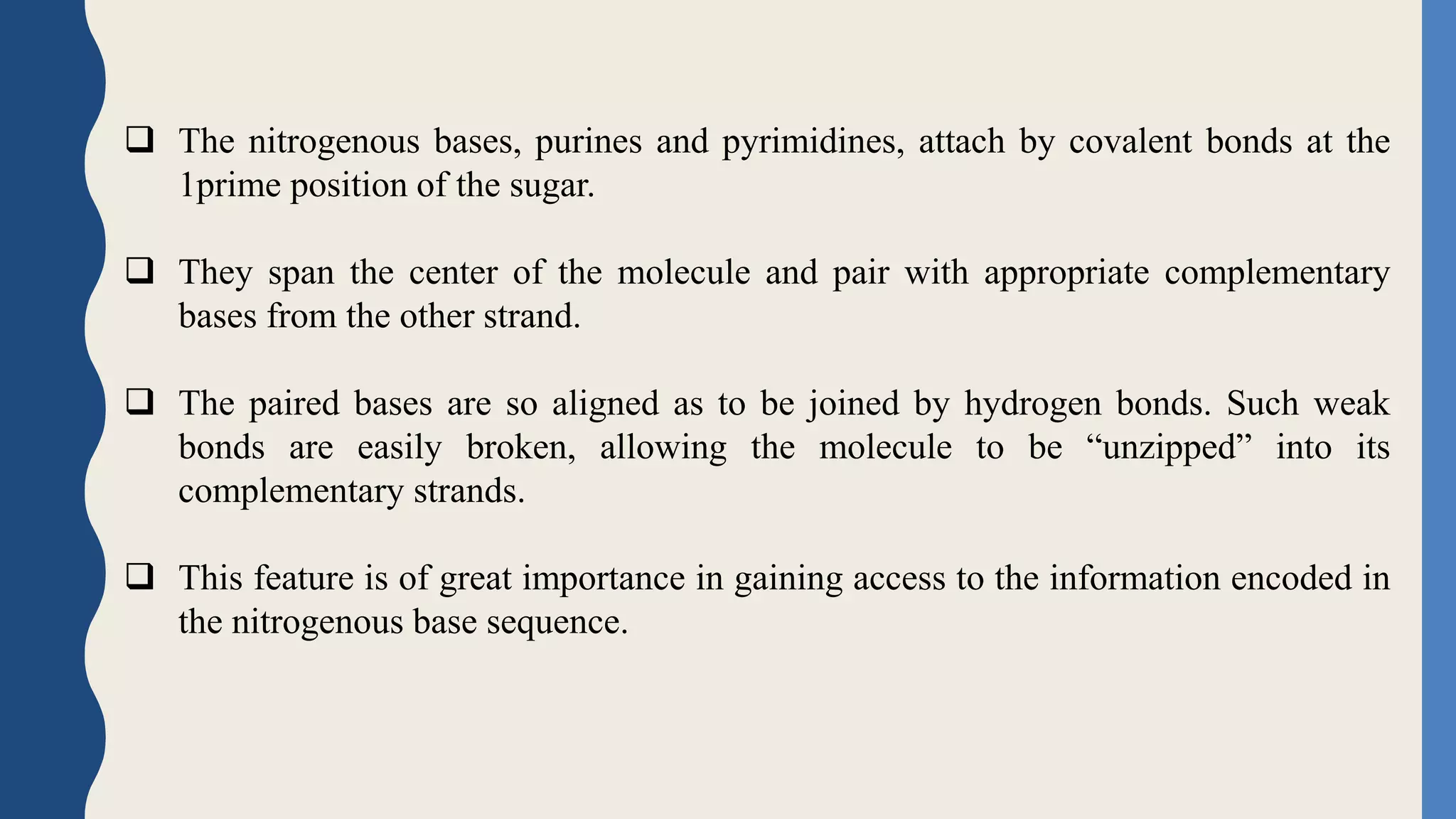  The nitrogenous bases, purines and pyrimidines, attach by covalent bonds at the
1prime position of the sugar.
 They span the center of the molecule and pair with appropriate complementary
bases from the other strand.
 The paired bases are so aligned as to be joined by hydrogen bonds. Such weak
bonds are easily broken, allowing the molecule to be “unzipped” into its
complementary strands.
 This feature is of great importance in gaining access to the information encoded in
the nitrogenous base sequence.
 