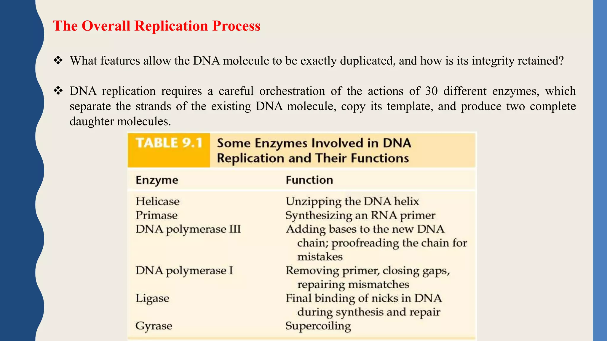 The Overall Replication Process
 What features allow the DNA molecule to be exactly duplicated, and how is its integrity retained?
 DNA replication requires a careful orchestration of the actions of 30 different enzymes, which
separate the strands of the existing DNA molecule, copy its template, and produce two complete
daughter molecules.
 