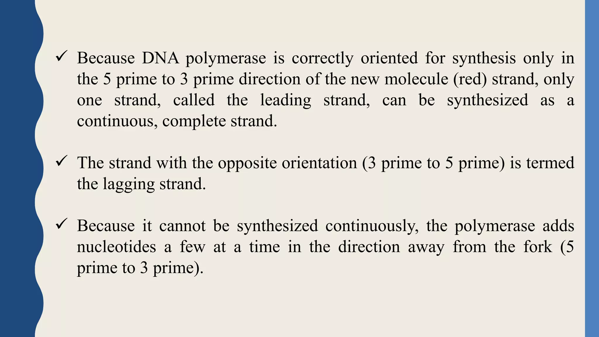  Because DNA polymerase is correctly oriented for synthesis only in
the 5 prime to 3 prime direction of the new molecule (red) strand, only
one strand, called the leading strand, can be synthesized as a
continuous, complete strand.
 The strand with the opposite orientation (3 prime to 5 prime) is termed
the lagging strand.
 Because it cannot be synthesized continuously, the polymerase adds
nucleotides a few at a time in the direction away from the fork (5
prime to 3 prime).
 