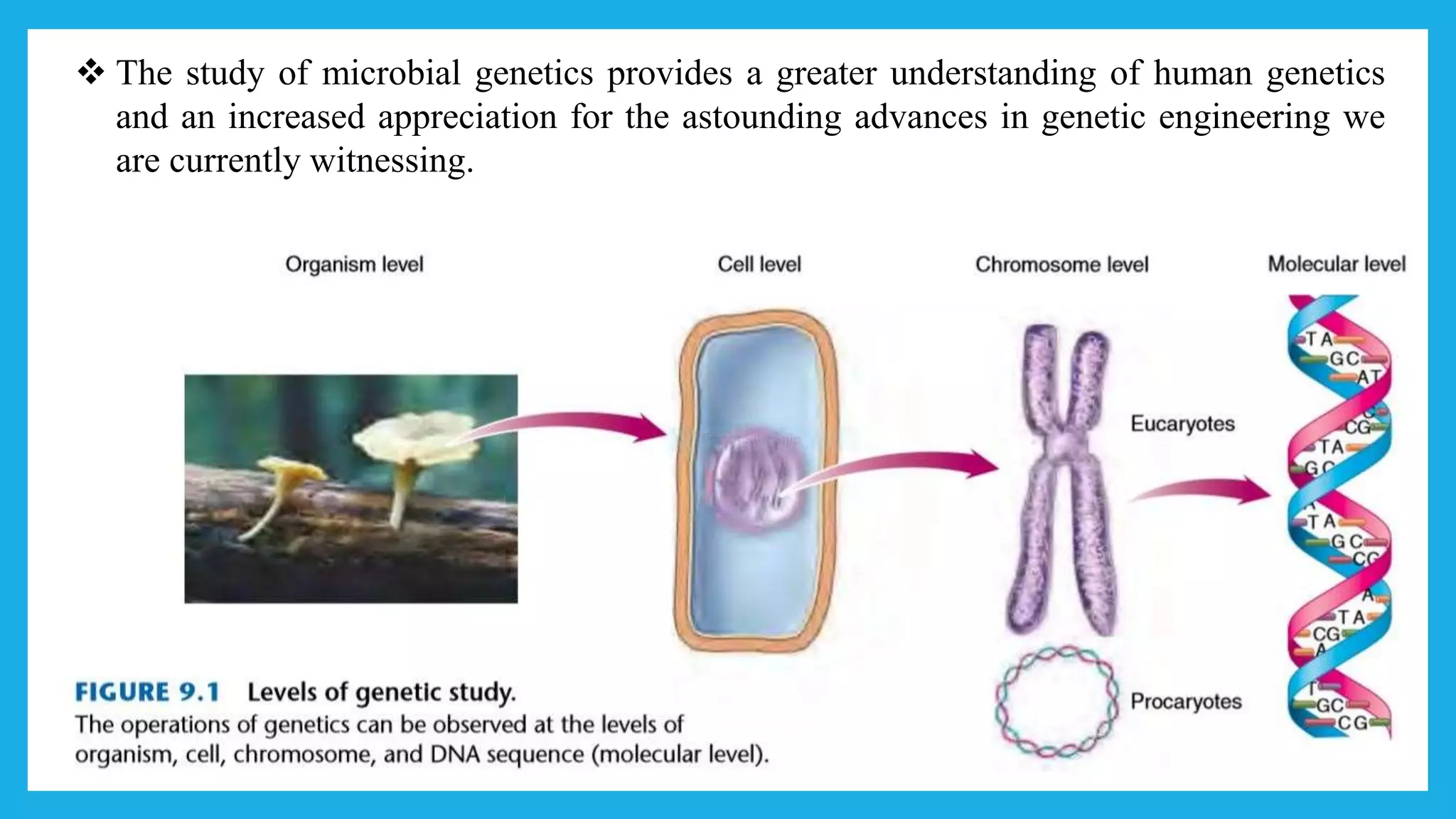  The study of microbial genetics provides a greater understanding of human genetics
and an increased appreciation for the astounding advances in genetic engineering we
are currently witnessing.
 
