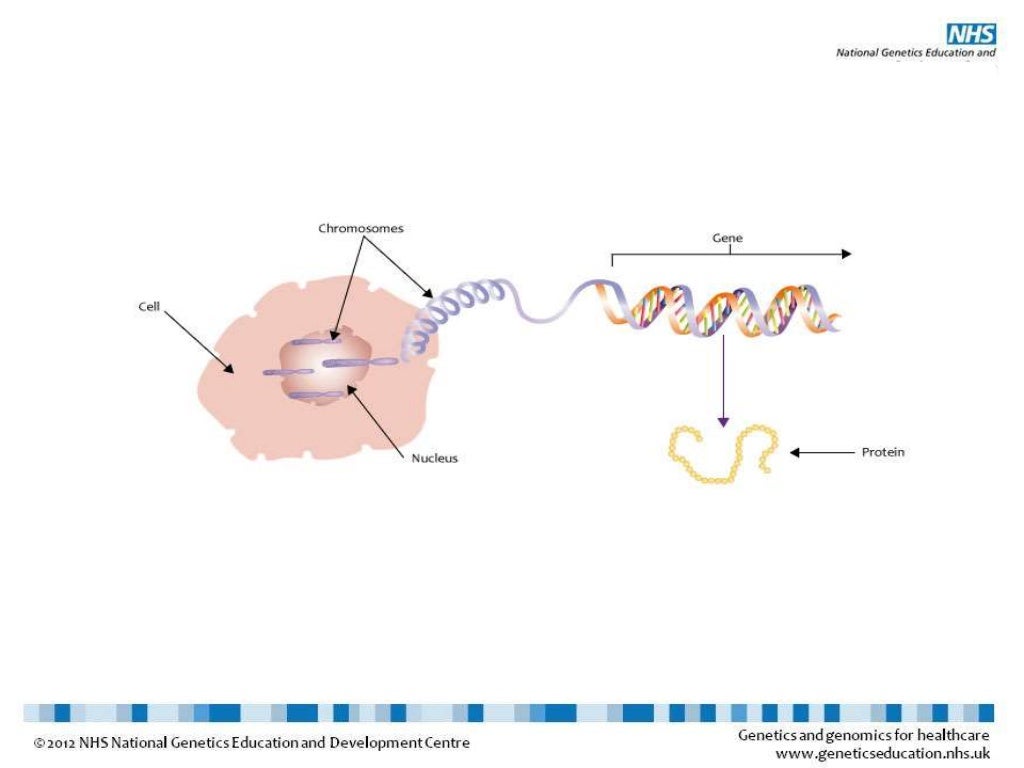 Introduction to genetics_for_beginners