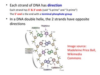 Introduction to genomes | PPT