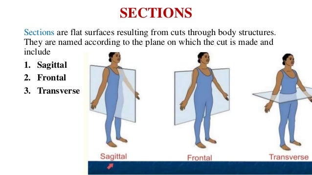 Introduction to HUMAN ANATOMY AND PHYSIOLOGY