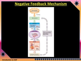 Introduction to HAP
Negative Feedback Mechanism
 