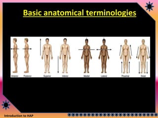 Introduction to HAP
Basic anatomical terminologies
 