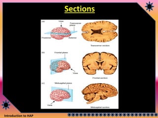 Introduction to HAP
Sections
 