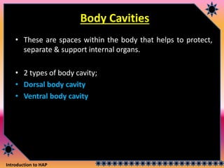 Introduction to HAP
Body Cavities
• These are spaces within the body that helps to protect,
separate & support internal organs.
• 2 types of body cavity;
• Dorsal body cavity
• Ventral body cavity
 