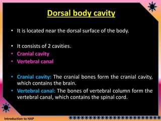 Introduction to HAP
Dorsal body cavity
• It is located near the dorsal surface of the body.
• It consists of 2 cavities.
• Cranial cavity
• Vertebral canal
• Cranial cavity: The cranial bones form the cranial cavity,
which contains the brain.
• Vertebral canal: The bones of vertebral column form the
vertebral canal, which contains the spinal cord.
 