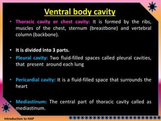 Introduction to HAP
Ventral body cavity
• Thoracic cavity or chest cavity: It is formed by the ribs,
muscles of the chest, sternum (breastbone) and vertebral
column (backbone).
• It is divided into 3 parts.
• Pleural cavity: Two fluid-filled spaces called pleural cavities,
that present around each lung
• Pericardial cavity: It is a fluid-filled space that surrounds the
heart
• Mediastinum: The central part of thoracic cavity called as
mediastinum.
 