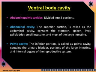 Introduction to HAP
Ventral body cavity
• Abdominopelvic cavities: Divided into 2 portions,
• Abdominal cavity: The superior portion, is called as the
abdominal cavity, contains the stomach, spleen, liver,
gallbladder, small intestine, and most of the large intestine.
• Pelvic cavity: The inferior portion, is called as pelvic cavity,
contains the urinary bladder, portions of the large intestine,
and internal organs of the reproductive system.
 