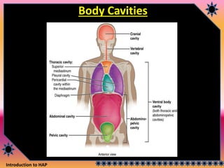Introduction to HAP
Body Cavities
 