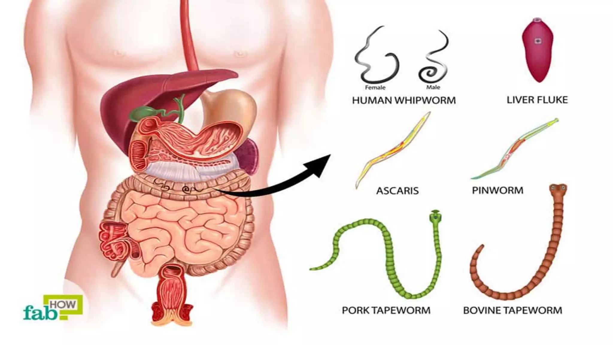 Introduction to helminthiasis | PPTX