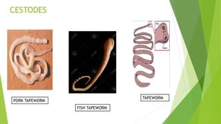 CESTODES
TAPEWORM
PORK TAPEWORM
FISH TAPEWORM
 