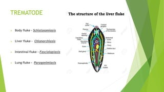 TREMATODE
 Body fluke – Schistosomiasis
 Liver fluke - Chlonorchiasis
 Intestinal fluke – Fasciolopiasis
 Lung fluke - Paragonimiasis
 