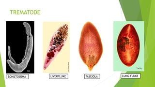 TREMATODE
FASCIOLASCHISTOSOMA LUNG FLUKE
 