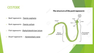 CESTODE
 Beef tapeworm – Taenia saginata
 Pork tapeworm – Taenia solium
 Fish tapeworm – Diphyllobothrium latum
 Dwarf tapeworm - Hymenolepis nana
 