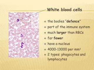 White blood cells
 the bodies “defence”
 part of the immune system
 much larger than RBCs
 far fewer
 have a nucleus
 4000-13000 per mm3
 2 types: phagocytes and
lymphocytes
 