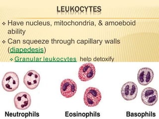  Have nucleus, mitochondria, & amoeboid
ability
 Can squeeze through capillary walls
(diapedesis)
 Granular leukocytes help detoxify
foreign substances & release heparin
 Include eosinophils, basophils, & neutrophils
 