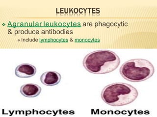 Agranular leukocytes are phagocytic
& produce antibodies
 Include lymphocytes & monocytes
 