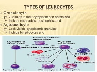  Granulocyte
s

Granules in their cytoplasm can be stained
Include neutrophils, eosinophils, and
basophils
 Agranulocyte
s

Lack visible cytoplasmic granules
Include lymphocytes and
monocytes
 