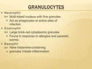  Neutrophil
s

Multi-lobed nucleus with fine granules
Act as phagocytes at active sites of
infection
 Eosinophil
s

Large brick-red cytoplasmic granules
Found in response to allergies and parasitic
worms
 Basophil
s

Have histamine-containing
granules Initiate inflammation
 