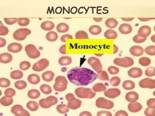 MONOCYTES
 