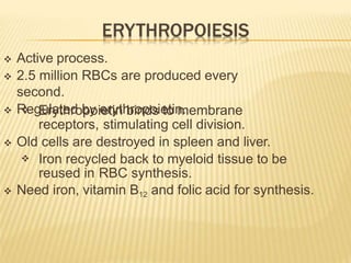  Active process.
 2.5 million RBCs are produced every
second.
 Regulated by erythropoietin.
 Erythropoietin binds to membrane
receptors, stimulating cell division.
 Old cells are destroyed in spleen and liver.
 Iron recycled back to myeloid tissue to be
reused in RBC synthesis.
 Need iron, vitamin B12 and folic acid for synthesis.
 