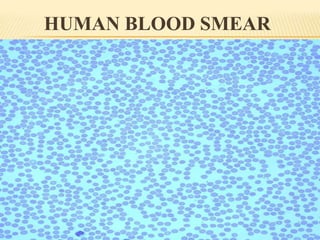 HUMAN BLOOD SMEAR
 