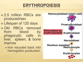  2.5 million RBCs are
produced/sec
 Lifespan of 120 days
 Old RBCs removed
from blood by
phagocytic cells in
liver, spleen, & bone
marrow
 Iron recycled back into
hemoglobin production
 
