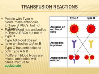  People with Type A
blood make antibodies
to Type B RBCs, but not
to Type A




Type B blood has antibodies
to Type A RBCs but not to
Type B
Type AB blood doesn’t
have antibodies to A or B
Type O has antibodies to
both Type A & B
If different blood types are
mixed, antibodies will
cause mixture to
agglutinate
 