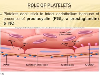  Platelets don't stick to intact endothelium because of
presence of prostacyclin (PGI2--a prostaglandin)
& NO
 Keep clots from forming & are vasodilators
 