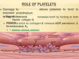  Damage to
endothelium
exposed
collagen
allows platelets to bind to
increases bond by binding to both
 von Willebrand
factor collagen &
platelets
 Platelets stick to collagen & release ADP, serotonin, &
thromboxane A2
 = platelet release reaction
 