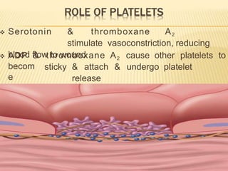  Serotonin & thromboxane A2
stimulate vasoconstriction, reducing
blood flow to wound
thromboxane A2 cause other platelets to
sticky & attach & undergo platelet
release
 ADP &
becom
e
reactio
n
 This continues until platelet plug is
formed
 